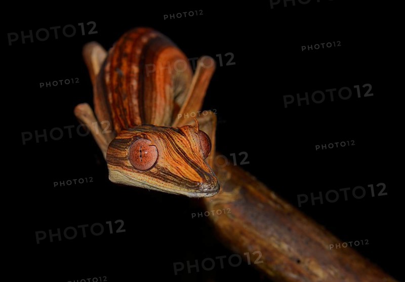 Lined Flat-tail Gecko or Lined Leaf-tail Gecko (Uroplatus lineatus)