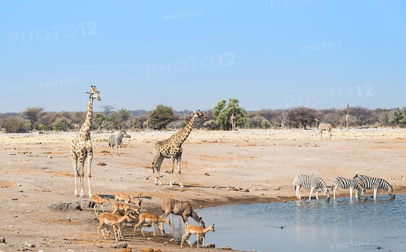 Giraffe (Giraffa camelopardalis) and Black-faced impalas(Aepyceros melampus petersi) at the Chudob waterhole
