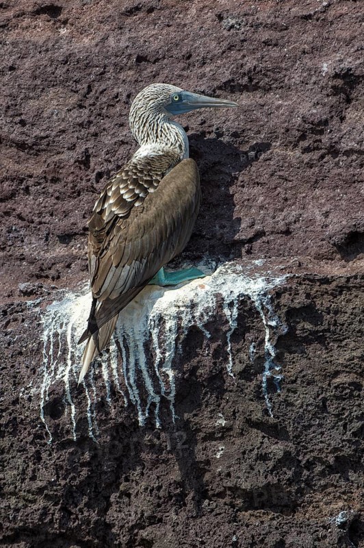 Galapagos Blue-footed Booby (Sula nebouxii excisa)