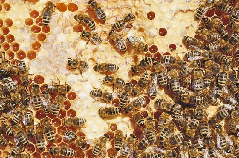Honey Bees (Apis mellifera) on a honeycomb with partially capped cells
