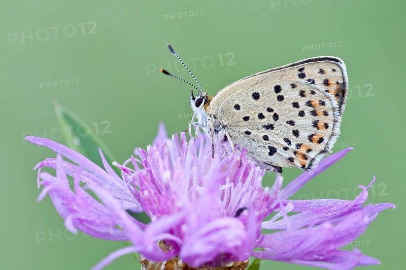 Sooty Copper (Lycaena tityrus) on Brown Knapweed (Centaurea jacea)