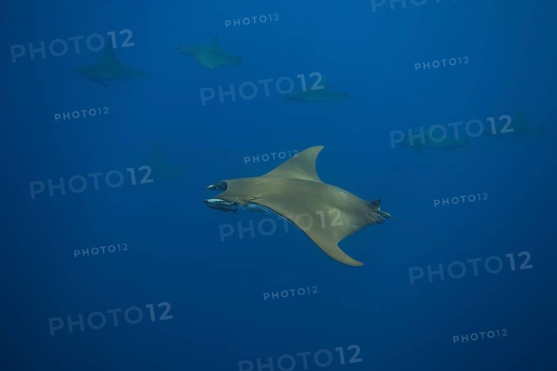 Sicklefin Devil Rays or Box Rays (Mobula tarapacana)