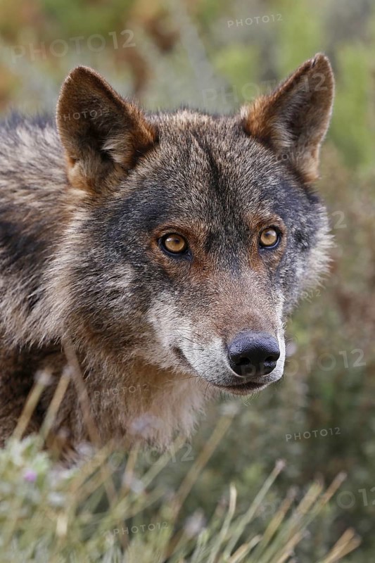 Iberian Wolf (Canis lupus lupus)