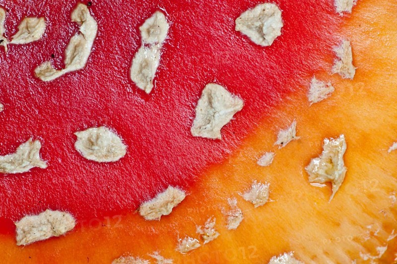 Fly Agaric (Amanita muscaria)