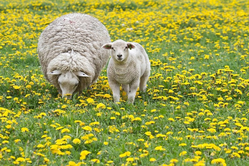 Sheep (Ovis orientalis aries) with lamb feeding in dandelion meadow