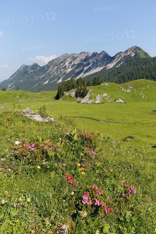 Hairy Alpenrose (Rhododendron hirsutum)