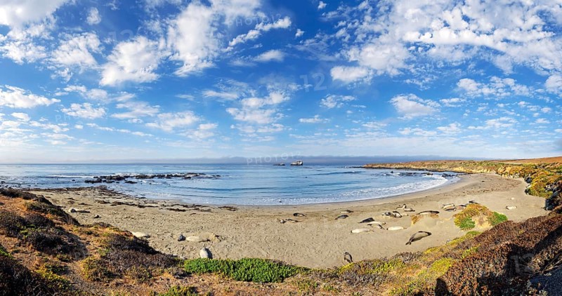 Pacific Coast with Northern elephant seals (Mirounga angustirostris) on beach with clouded sky