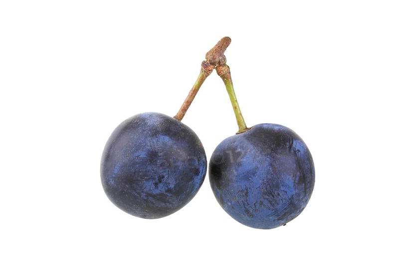 Brennzwetschge plums