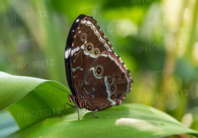 Blue Morpho (Morpho peleides)