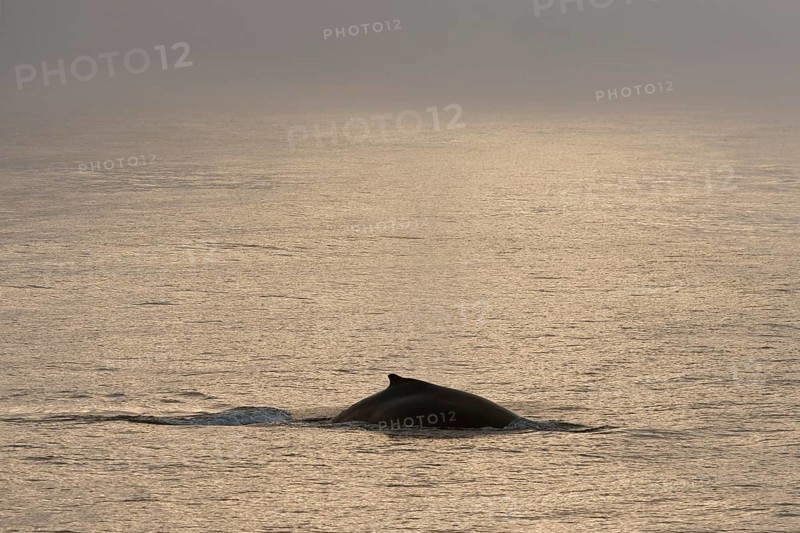 Humpback Whale (Megaptera novaeangliae)