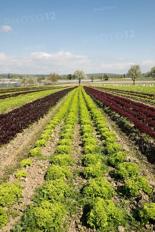 Lettuce field