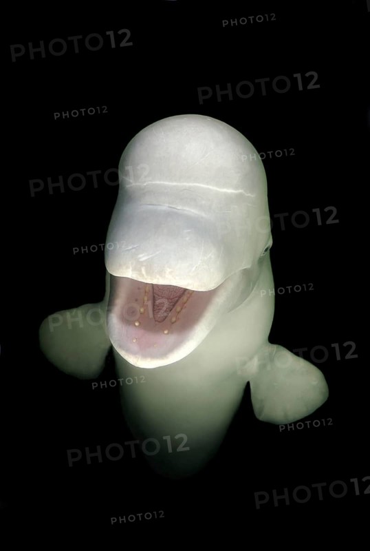 Beluga Whale