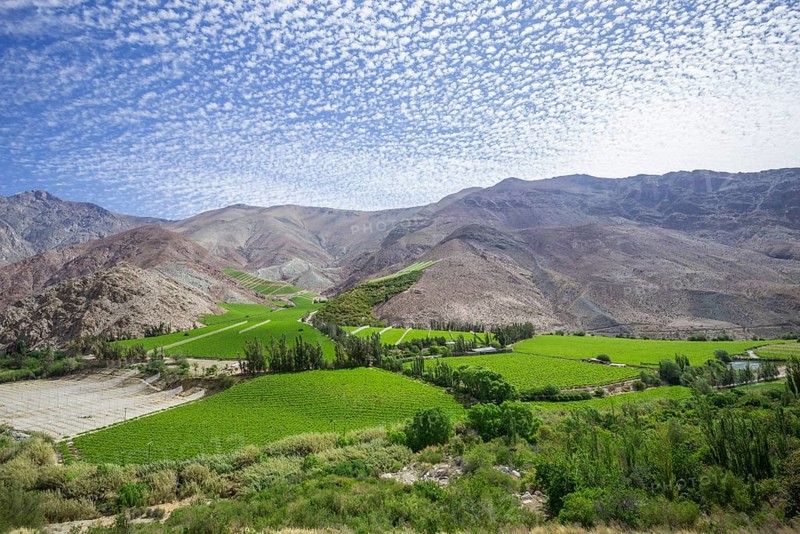 Vineyards in the Valle del Elqui