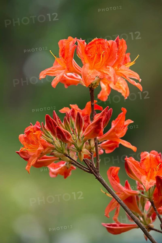 Azalea (Rhododendron)