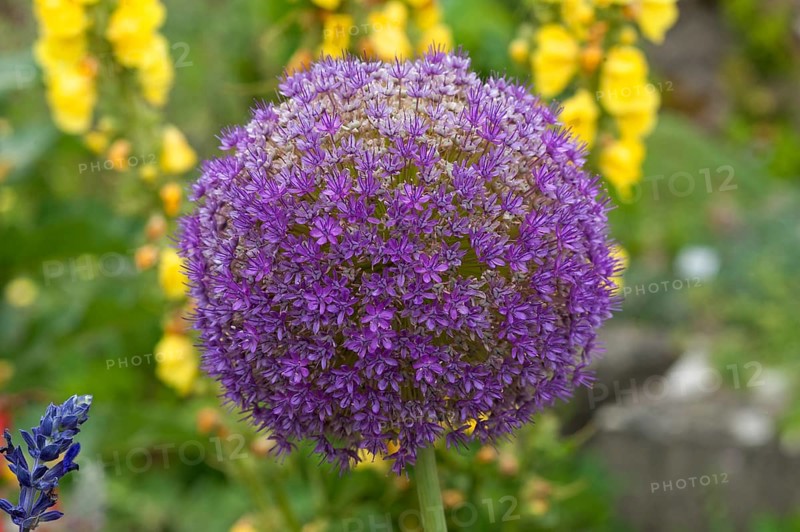Flower of a Giant Onion or Giant Allium (Allium giganteum)
