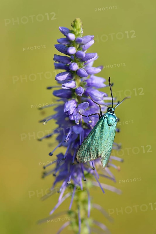 Spiked speedwell (Veronica spicata) with Green Forester (Adscita statices)