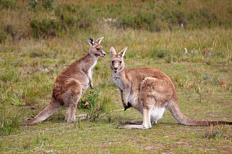 Eastern Grey kangaroos (Macropus giganteus)