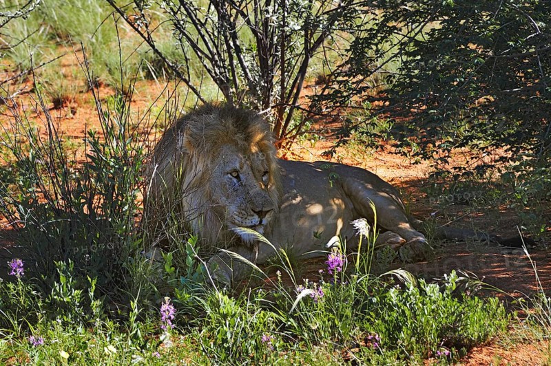 Lion (Panthera leo)