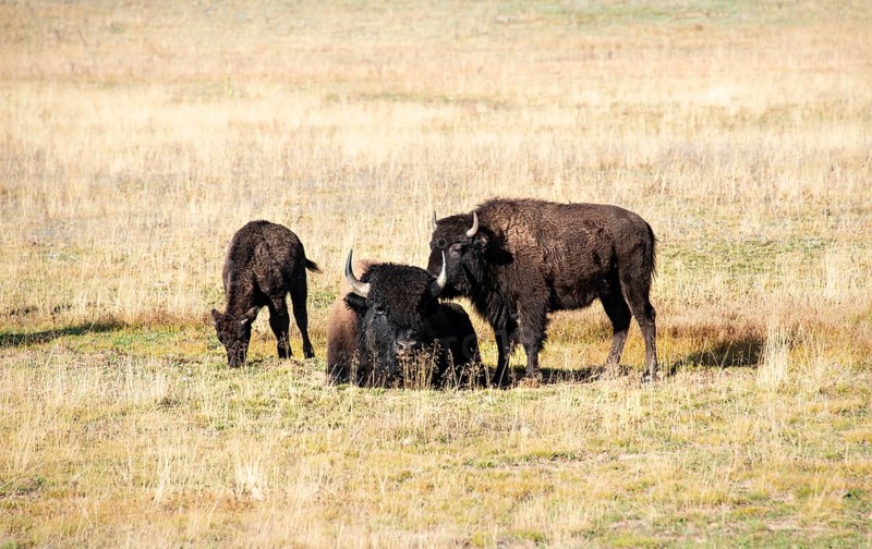 Animal family with young animal