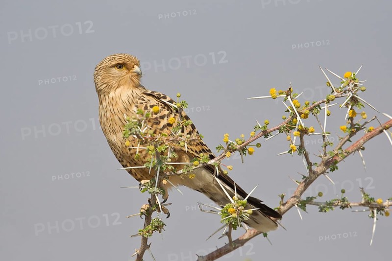 Greater Kestrel or White-eyed Kestrel (Falco rupicoloides)