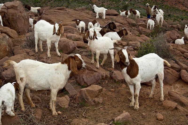 Herd of Boer Goats