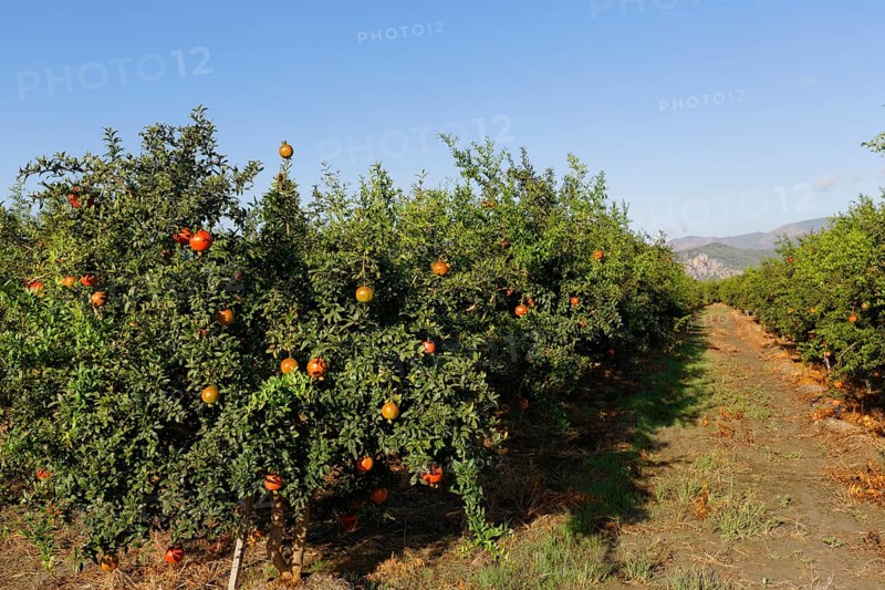 Plantation
