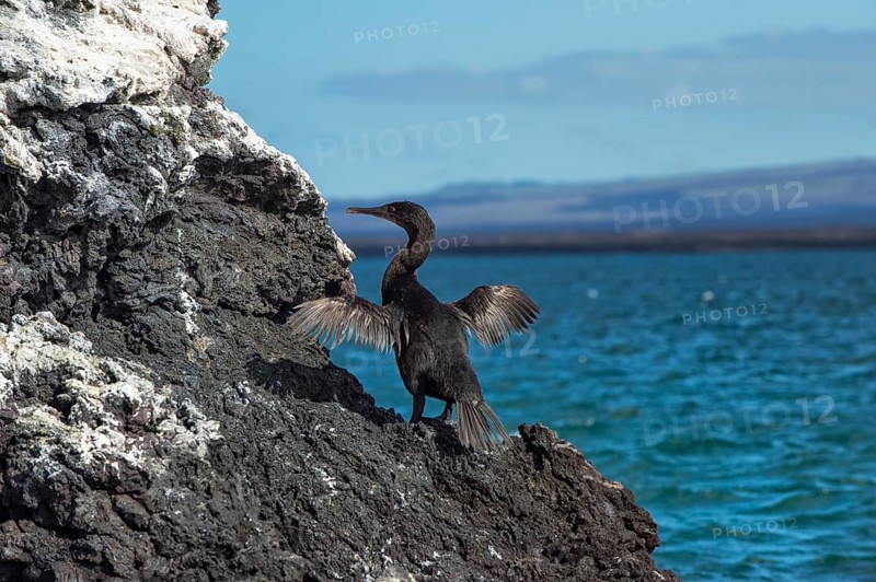 Flightless Cormorant (Phalacrocorax harrisi)