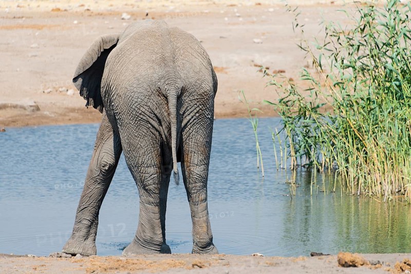 African Elephant (Loxodonta africana) at the Chudop waterhole