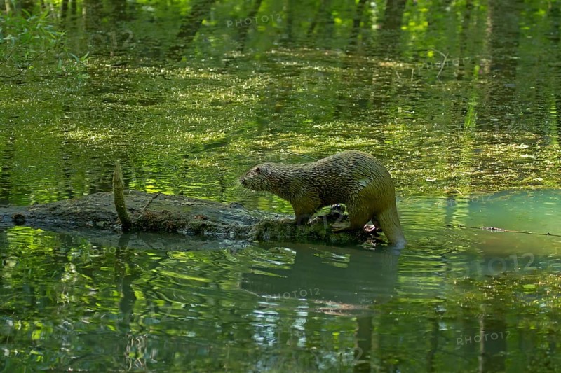 Otter (Lutra lutra) on tree trunk in the water