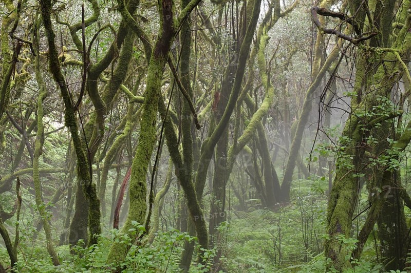 Cloud forest