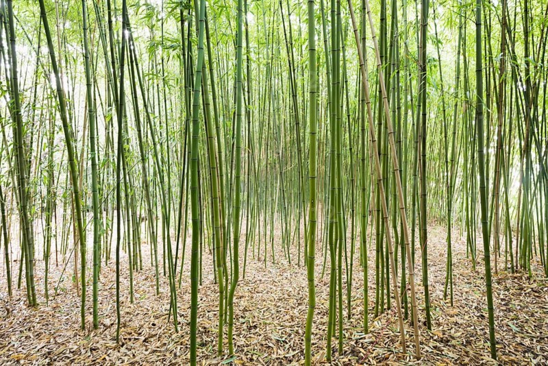 Bamboo (Bambus fargesia) grove