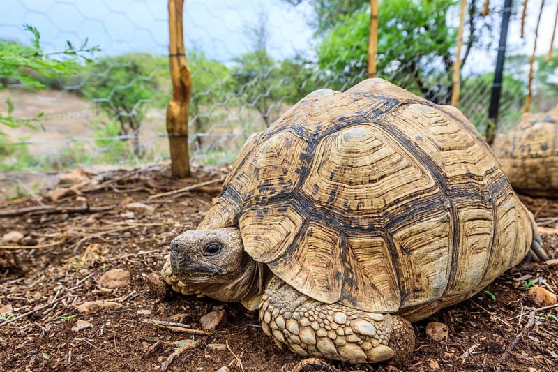 Leopard Tortoise (Stigmochelys pardalis pardalis)