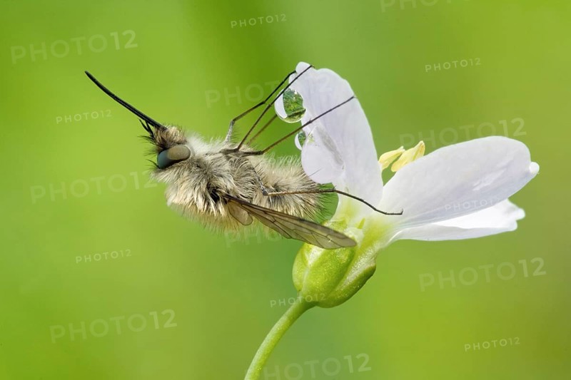 Greater Bee Fly (Bombylius major) feeding on a Cuckoo Flower or Lady's Smock (Cardamine pratensis)