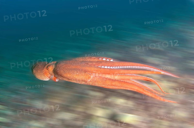 Giant Pacific Octopus