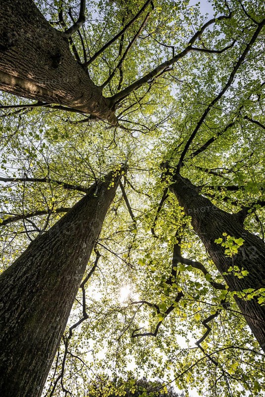 Very old Tulip Trees or Tulip Poplars (Liriodendron tulipifera)