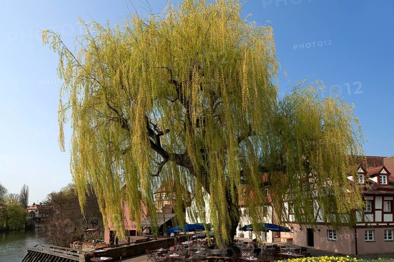 Large Weeping Willow (Salix x sepulcralis)