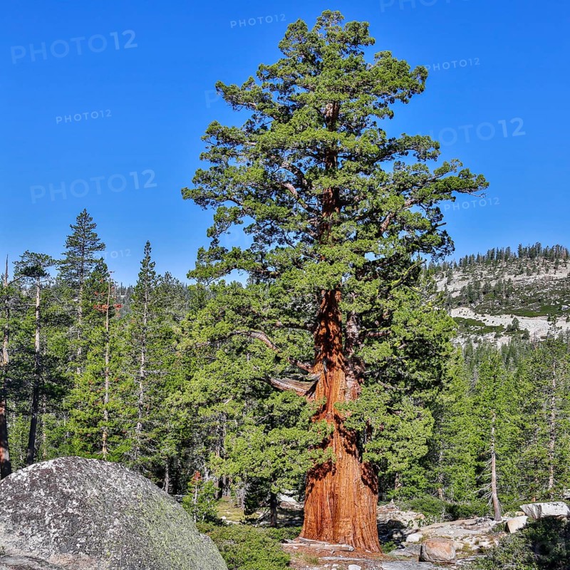 Western White Pine (Pinus monticola)