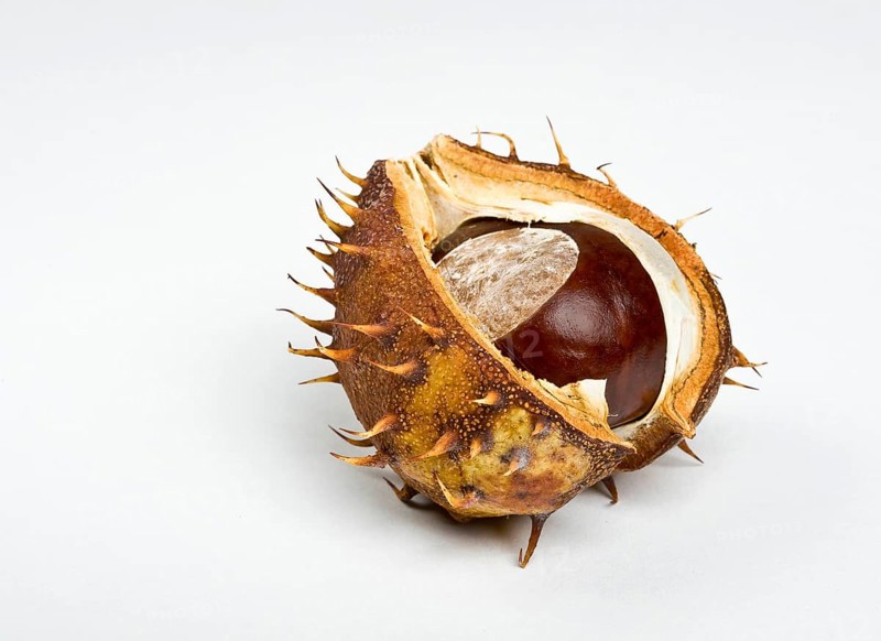 Chestnut in the cupule