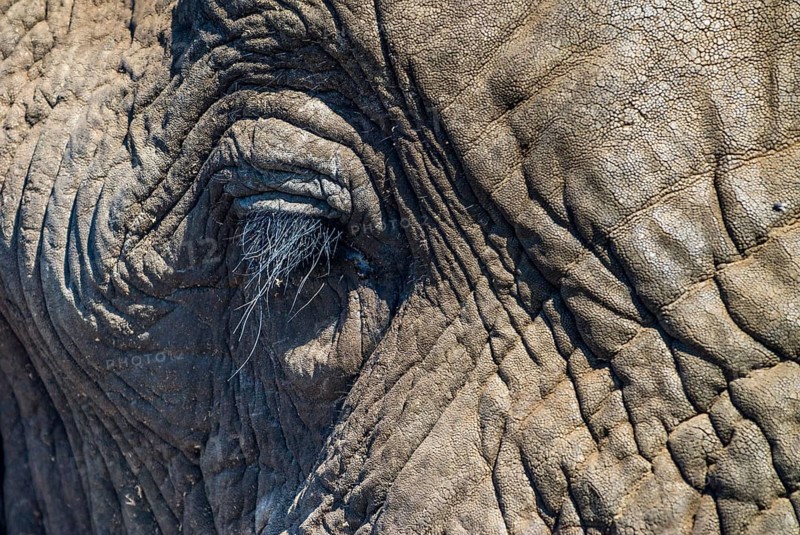 African Elephant (Loxodonta africana)