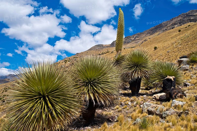 Queen of the Andes (Puya raimondii) with inflorescence