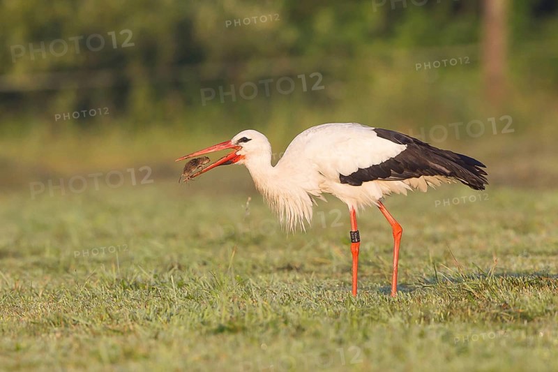 White Stork (Ciconia ciconia) with captured vole