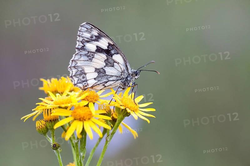 Marbled White (Melanargia galathea) on Ragwort (Senecio jacobaea)