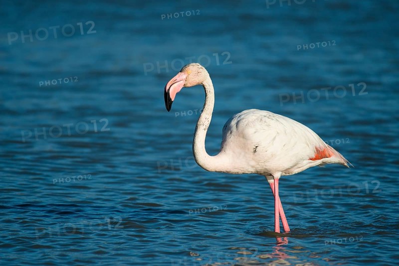 Flamingo (Phoenicopteridae)