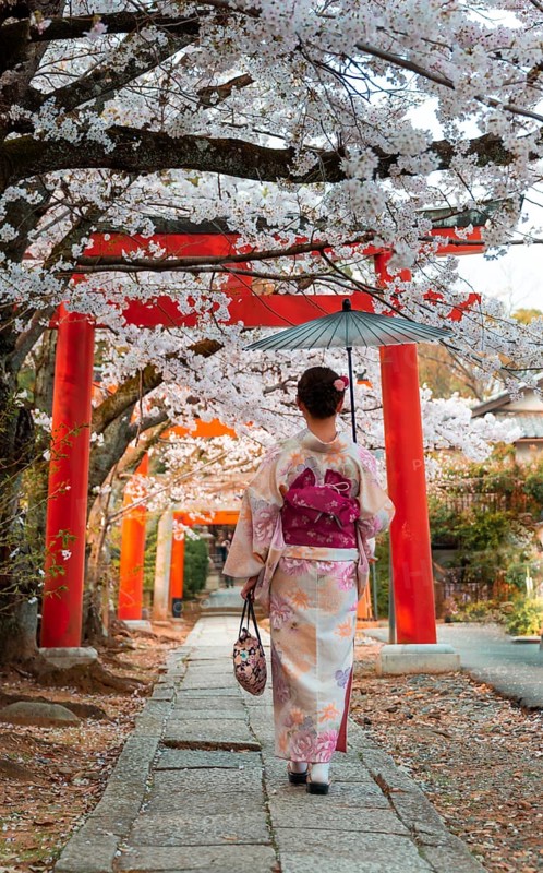 Japanese woman with kimono under blossoming cherry trees