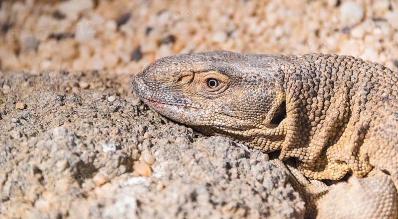 White-throated Monitor Lizard (Varanus albigularis)