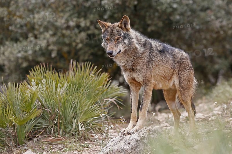 Iberian Wolf (Canis lupus lupus)