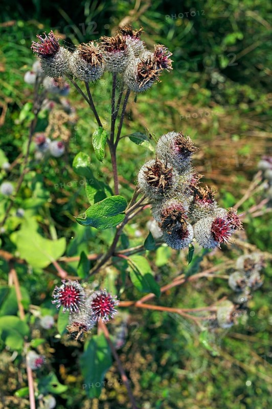 Downy burdock (Arctium tomentosum) with cobwebs in the morning dew