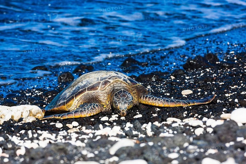 Green Sea Turtle (Chelonia mydas)