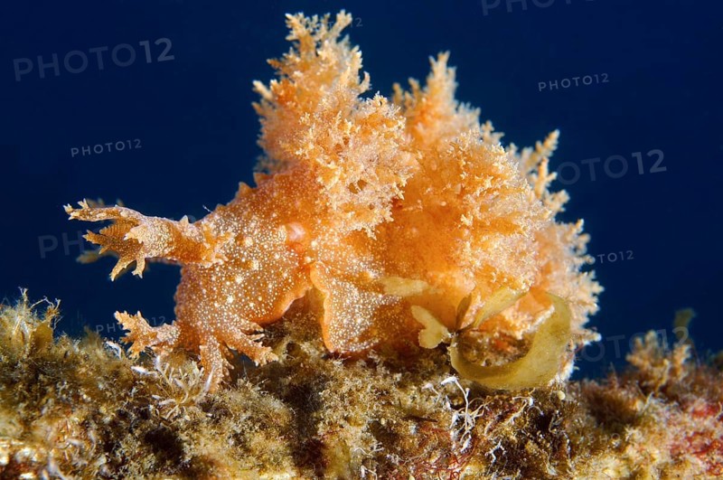 Robust frond-aeolis nudibranch (Dendronotus robustus)