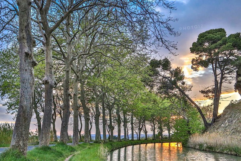Plane tree avenue on the Canal du Midi